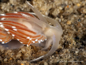 Flabellina browni.
105mm macrolens fitted with a Subsee ... by Jorn Ari 